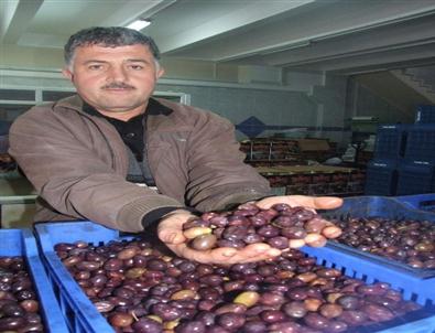 'Eşek” Zeytini Zam Şampiyonu