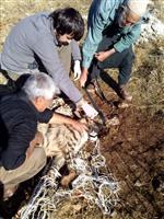 NEMRUT DAĞI - Çizgili Sırtlana Uydudan Takip