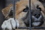Minik Köpekler Sahiplenmeyi Bekliyor