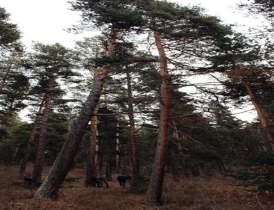 Birbirine Bağlanan 150 Yıllık İki Sarı Çam Şaşırttı