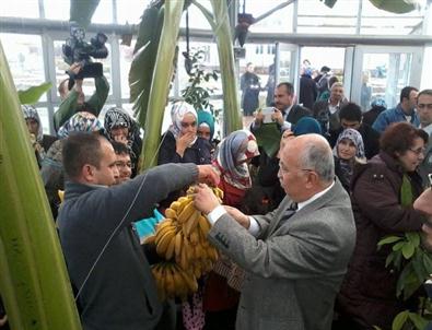 Kütahya'da Muz Hasatı