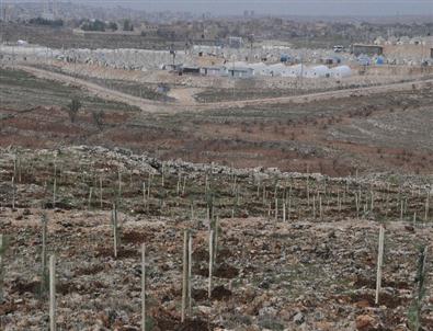Suriyeli Mülteciler Ağaç Dikti