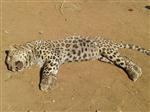 Hayvanları Otlatan Köylülere Leopar Saldırdı