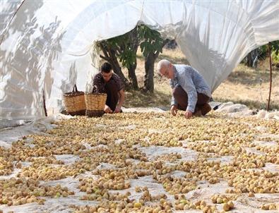 İncir Fiyatları Üreticinin Yüzünü Güldürdü