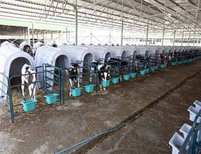 İz Hayvancılık Tarım Halka Arz Oluyor