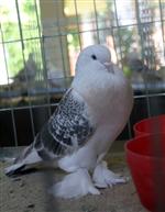 'Manken Kuşlar” Ödül İçin Yarıştı