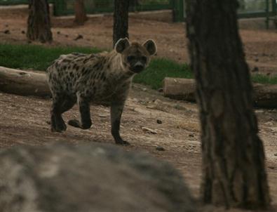 Nesli Tükenmekte Olan Hayvanlar Gaziantep'te Koruma Altında