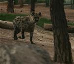 VAŞAK - Nesli Tükenmekte Olan Hayvanlar Gaziantep'te Koruma Altında