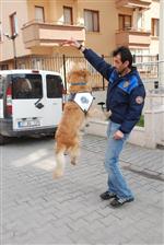 Toprağa Gömülen Esrarı 'Dingo' Buldu