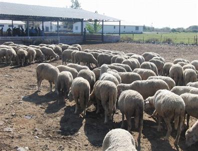 Dalamanlı Mahkumlardan Karabük’e 234 Adet Damızlık Koyun