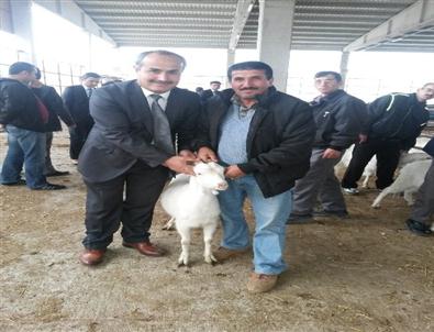 Bafra’da Çiftçilere Saanen Keçisi Dağıtıldı