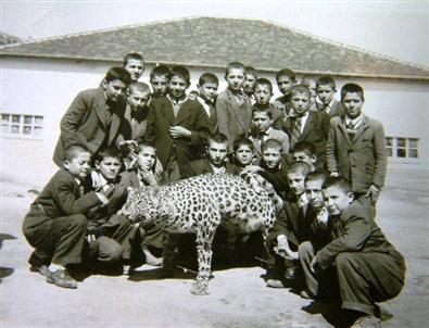 Diyarbakır'da Öldürülen Leopar Denizli'de De Varmış