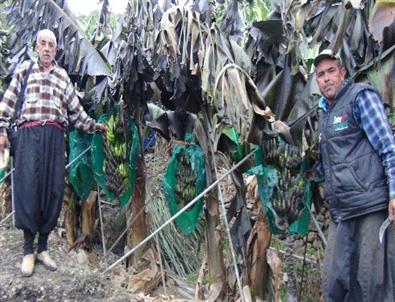 Muz Bahçesinde Yangın