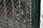 BENGAL - (özel Haber) Batman'daki Kaplan Kayseri'ye Getirildi