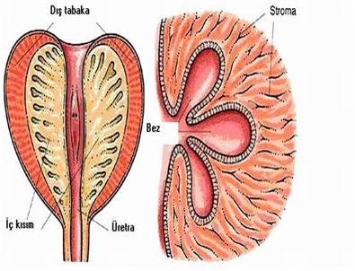 Prostat Büyümesi 45 Yaş Üzeri Erkeklerle Daha Çok Görülüyor
