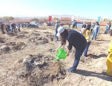 Altıntaş’ta 3 Bin Adet Ceviz Fidanı Dikildi