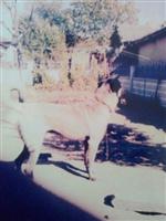 KıRŞEHIR EMNIYET MÜDÜRLÜĞÜ - Çaldıkları Köpeği Tekrar Sahibine Satmak İstediler