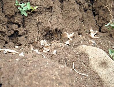 Türkiye İnsan Hakları Kurumu, İnşaatta Bulunan Kemikleri İnceledi