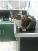 TARKAN TEVETOĞLU - Chp’nin 'şero'su Hastanede