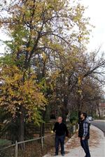 CİLT BAKIMI - Kardemir Lojmanları’nda Türü Tükenmekte Olan Ağaç Bulundu