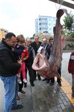 Fener Balığının İçinden Çıkanlar Görenleri Şaşkına Çevirdi