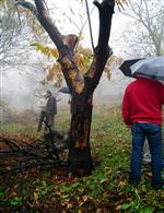 MEHMET KARAGÖZ - Türk ve İngiliz Bilim Adamları Kestane İçin Ele Ele Verdi