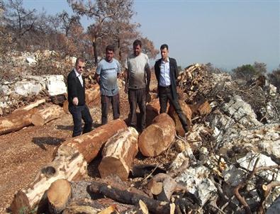 Mersin’de Yanan Ormanlar Yeniden Yeşerecek