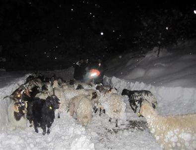 Hakkari'de Dağda Mahsur Kalan 3 Çoban ve Koyun Sürüsü Kurtarıldı