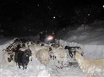 Hakkari'de Dağda Mahsur Kalan 3 Çoban ve Koyun Sürüsü Kurtarıldı
