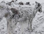 DONMA TEHLİKESİ - Şanlıurfa'da Eşekler Buz Tuttu