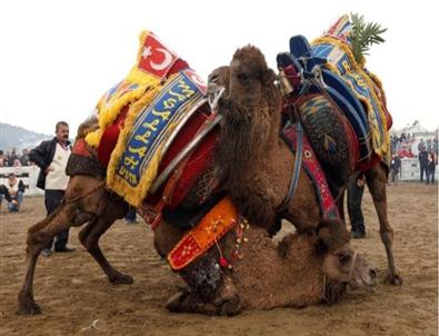 Selçukluları Deve Güreşi Heyecanı Sardı