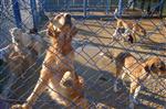 HAYVAN DIŞKISI - (özel Haber) Hayvan Barınağındaki Sokak Köpekleri Ölüme Terk Edildi