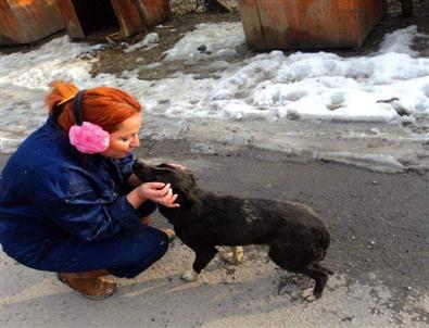 Zonguldak Hayvan Hakları Derneği Başkanı Sezgin Açıklaması