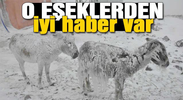 O eşekler donmaktan kurtarıldı