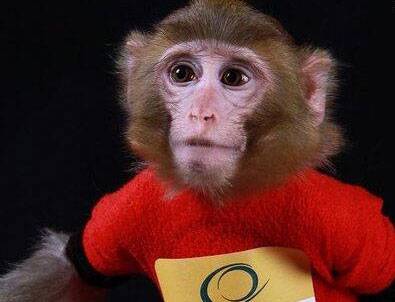 İran ikinci kez uzaya maymun gönderdi