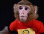 UZAY TEKNOLOJİSİ - İran ikinci kez uzaya maymun gönderdi
