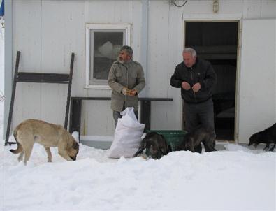 Karla Kaplanan Yayladaki Köpeklere Yiyecek