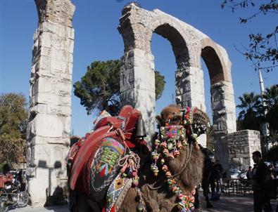 Selçuk'ta Develer Görücüye Çıkıyor
