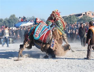 Didim 3. Deve Güreşleri Yapıldı