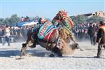 AKYENIKÖY - Didim 3. Deve Güreşleri Yapıldı