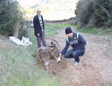 (özel Haber) Manisa'da Bir Eşeği Ölüme Terk Ettiler