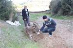 HALIL AKSOY - (özel Haber) Manisa'da Bir Eşeği Ölüme Terk Ettiler
