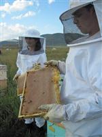 TATLANDIRICI - Çam Balı, Üreticisine Bu Yıl Tat Vermedi