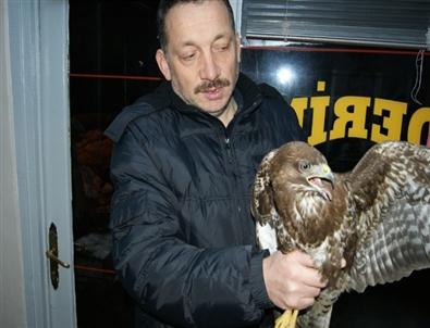 Giresun’da Yaralı Atmacaya Şefkat Eli