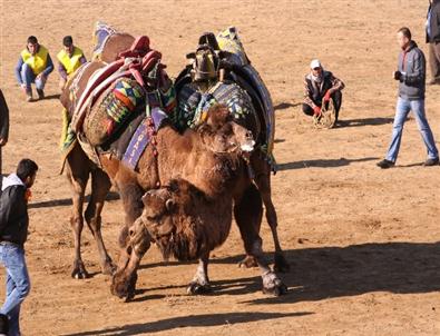 (özel) Tülülerin Kıran Kırana Mücadelesi Güreşseverlere Heyecanlı Dakikalar Yaşattı
