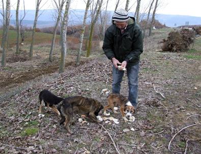 Ormanlık Alanda Donmak Üzere Olan 10 Köpek Bulundu