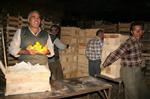 AKDENIZ BÖLGESI - Akdeniz Limonları Kapadokya'daki Kaya Depolarda Saklanacak