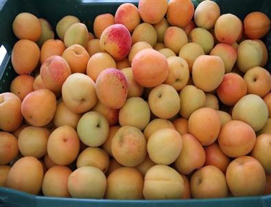 Mut’ta Kayısı İhracatı Hedefine Ulaştı