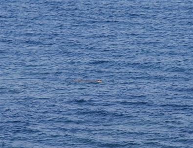 (özel Haber) Didim’in 2'nci 'badem'i