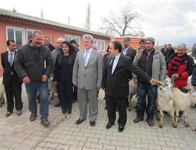 Çanakkale’de Saanen İrkı Teke Dağıtıldı